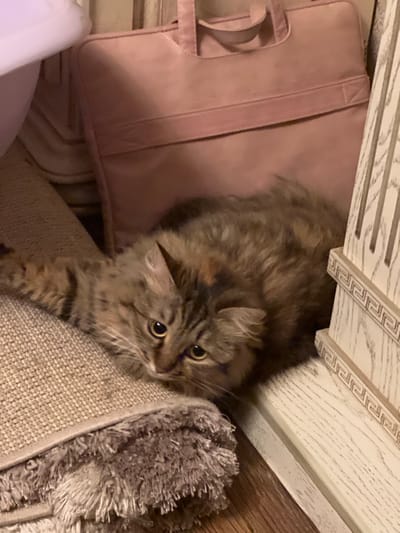 A long-haired tabby cat is lying on a carpeted floor. The cat is facing the viewer, with its head slightly tilted. Its fur is a mix of brown and black, with some lighter brown markings. The cat's eyes are large and yellow. Behind the cat, there is a pink bag and a wooden piece of furniture. The scene appears to be indoors, possibly in a home. The location in Asipovichy, Belarus is not specified in the image.