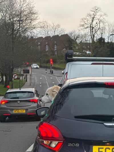 The image depicts an overcast daytime street scene on Portswood Road, Southampton, United Kingdom, looking northeast towards the junction with Lodge Road and Highfield Lane. Traffic is stationary at red lights. In the immediate foreground, the rear of a dark blue Peugeot 208 hatchback is visible, its red brake lights illuminated. A light-colored dog with short, cream-colored fur, pointed ears, and a long snout leans out of the Peugeot's partially lowered rear window, looking towards the left. Adjacent to the Peugeot on the left is a grey Vauxhall Astra hatchback, displaying the UK license plate `DP66 OSF`, also stopped with illuminated red brake lights. Ahead of the Peugeot, a white panel van equipped with a black roof rack and associated apparatus is stopped. Further down the road, which slopes slightly uphill, red traffic signals are visible, and a single pedestrian is observed midway across a marked crosswalk from right to left. On the left side of the road, a blue circular sign indicating a mandatory turn right at a roundabout is visible. The background features bare deciduous trees, behind which a large, multi-gabled, red brick building, identified as Highfield Hall, is prominently situated on higher ground. The sky is uniformly grey and overcast.