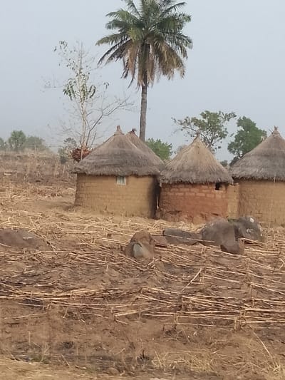 This image, taken in Jibam, Nigeria, displays a static, rural outdoor scene under a hazy, light gray sky. The foreground and middle ground consist of dry, light brown soil extensively covered with horizontal dry crop stubble. Three traditional, circular huts with conical thatched roofs are positioned in the mid-ground. The leftmost hut features light brown, smooth mud walls and a small, rectangular window with a visible white frame. The central hut presents reddish-brown, textured mud walls with an apparent dark opening, possibly a doorway or window, facing the viewer. The rightmost hut is partially visible, showing light brown mud walls and a thatched roof. In the background, a tall palm tree with a green frond canopy stands prominently, flanked by a leafless deciduous tree and other green foliage. Several dark gray and brown boulders or large rocks are scattered across the stubble-covered ground in front of the huts. No individuals, overt actions, or interactions are visible.