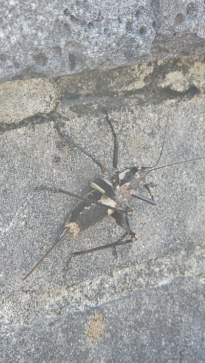 The image shows a large, dark-colored insect, likely a type of cricket or katydid, resting on a gray, textured surface that appears to be concrete or stone. The insect is positioned diagonally in the frame, facing towards the upper left. It has long, slender antennae, prominent compound eyes, and well-developed legs adapted for jumping. Its body is segmented and features intricate patterns of black, brown, and white. The surface it rests on has a rough, granular texture with some darker, shadowed areas and lighter, sunlit patches. In the background, there is a hint of natural elements, possibly the edge of a rock formation or a disturbed patch of earth with some yellowish discoloration. The overall lighting suggests it is daytime, with bright light casting shadows. There is no visible text in the image. The setting appears to be an outdoor environment, possibly a garden, park, or urban area with rocky or concrete landscaping. The insect is stationary, and no specific activity is depicted.