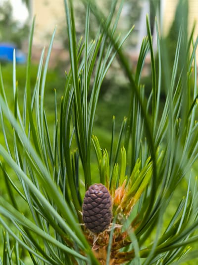 In Uzunovo, Russia, a close-up photograph captures a pine cone nestled among vibrant green pine needles. The pine cone, small and brown, is centrally located in the frame, surrounded by the sharp, elongated needles of the pine tree. The background is softly blurred, suggesting an outdoor environment with hints of green foliage and possibly a building. The lighting is natural, illuminating the textures of the pine needles and the scales of the cone. The image focuses on the intricate details of the pine tree's reproductive structure.