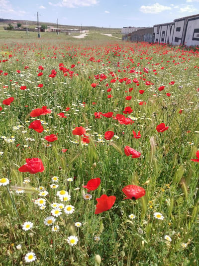 The image depicts a field of red poppies and white daisies in Valdepeñas, Spain. A graffiti-covered wall borders the field. Buildings are visible in the background. The sky is blue with scattered clouds. The flora dominates the foreground.
