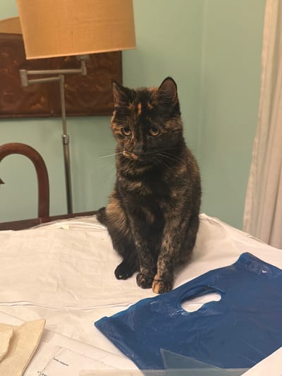 A tortoiseshell cat sits on a white surface, possibly a table covered with white material, adjacent to a blue plastic object with a cutout. The cat faces the viewer. A brown chair and a lamp with a beige lampshade are visible in the background. The environment is indoors. A piece of paper is visible on the bottom right of the image, but no city information is discernible.