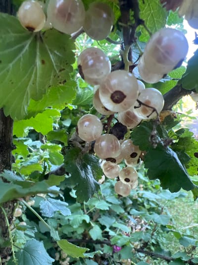 A close-up, eye-level, horizontal shot showcases a cluster of translucent white currants growing on a branch. The currants are plump and spherical, with visible dark sepals at their bases. Sunlight filters through the translucent skins, creating a soft glow. Lush green leaves, some with serrated edges, surround the fruit, with a darker, rough tree trunk visible on the left. The background is a soft blur of green foliage, suggesting an outdoor, natural setting, possibly a garden or park within Denderleeuw, Belgium. The overall impression is one of fresh, ripe fruit ready for harvest.
