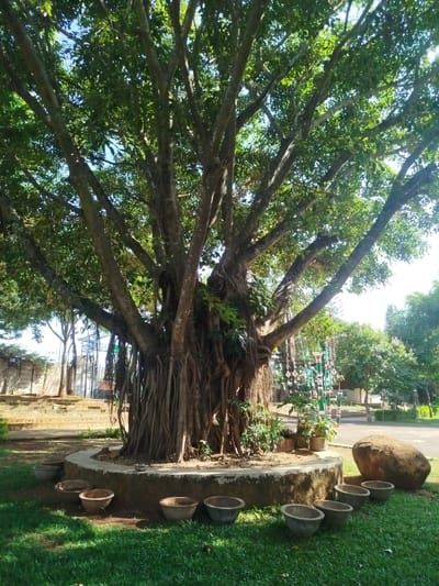 The image shows a large tree in a park-like setting in An Phu Ward, Vietnam. The tree has a thick trunk and many exposed roots. It is surrounded by a low concrete wall with several empty terracotta pots. A large boulder is positioned to the right of the tree. In the background, there are other trees, structures, and a road. The scene is bathed in sunlight.