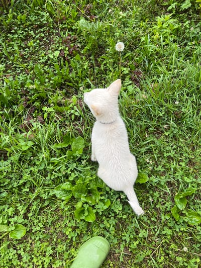 This is a top-down, eye-level shot of a fluffy, light-colored puppy sitting on a grassy lawn in Pivkino, Russia. The puppy is facing left, with its head tilted slightly down as if investigating something on the ground. It has a simple gray collar.
The ground is covered in a variety of green foliage, including thick blades of grass, clover with small white flowers, and larger broad-leafed plants. There are also some patches of dark soil visible. To the left of the puppy, a dandelion gone to seed is prominently featured. To the right of the puppy, a portion of a bright green rubber boot is visible, suggesting the presence of a person.
The scene appears to be outdoors, likely in a backyard or park. The wetness of the grass and leaves hints at recent rain or dew, suggesting it could be morning or after a rain shower. The lighting is diffused and natural, consistent with an overcast day. There is no visible text in the image. The overall mood is one of peacefulness and simple domesticity, capturing a quiet moment between a puppy and its environment.