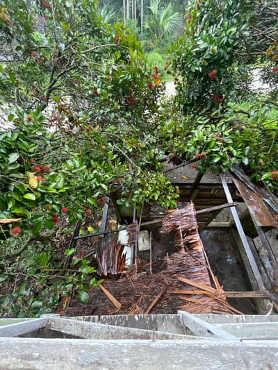 An overhead view shows a partially destroyed wooden structure with a collapsed roof, surrounded by lush green foliage and trees bearing red rambutan fruits. The structure appears to be in a state of disrepair, with broken wooden planks and debris scattered around. The surrounding environment is tropical, with dense vegetation visible in the background. The image captures a scene in the city of Bilibaro, Indonesia, where the natural landscape and man-made structures are intertwined.