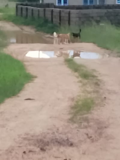 The image shows a dirt road with several large puddles of water, indicative of recent rainfall. Two dogs are visible on the road. One is a lighter-colored dog, possibly tan or light brown, standing near a puddle. Behind it, a dark-colored dog, likely black, is also standing on the road. In the background, a low wall or barrier made of stacked rectangular blocks is present, with some vegetation growing in front of it. Beyond the wall, a building with windows is partially visible. The overall scene depicts an outdoor, possibly rural or semi-urban, environment. The location is identified as Barakin Acha, Nigeria.