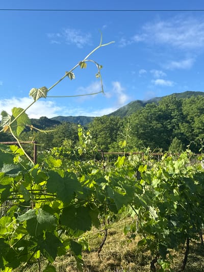 This is a photograph of a vineyard in Khvanchkara, Georgia. The foreground is filled with lush green grapevines, their leaves and tendrils reaching upwards and outwards. The vines are supported by rustic metal trellises. Beyond the vineyard, a dense forest of green trees covers rolling hills. In the background, a mountain range is visible, partially shrouded in clouds, with a clear blue sky above. A thin black wire runs horizontally across the top of the frame, likely a power line. The lighting suggests it is daytime, possibly late morning or early afternoon. There are no people or animals in the image.