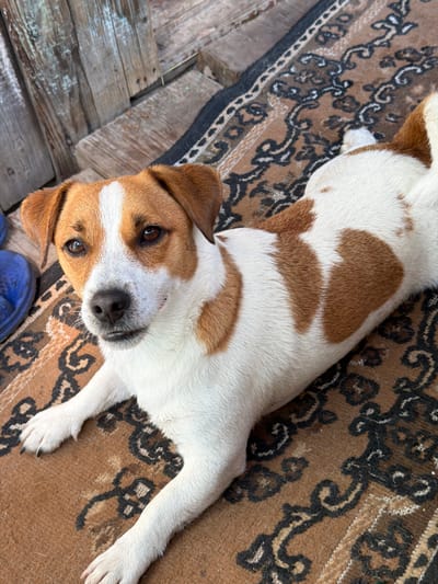 A tan and white dog lies on a patterned rug near weathered wooden planks. The dog is facing the camera, with its head tilted slightly. Its eyes are brown, and its nose is black. The rug has a brown background with black and cream-colored swirling patterns. To the left of the dog, partially visible, is a blue object, possibly footwear. The background consists of rough, vertical wooden planks, suggesting an outdoor or rustic setting. The lighting appears to be natural daylight. No specific location in the city of Sylva, Russia, can be determined from the image.