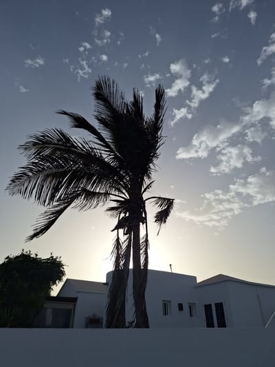 The photograph depicts a silhouette of a palm tree against a dusky sky, positioned in front of a white building in La Concha, Spain. The sky transitions from a deep blue at the top to a pale yellow at the horizon, with scattered white clouds. The palm tree, with its fronds spread wide, dominates the left and central portions of the frame. The white building, characterized by its geometric shapes and windows, is situated behind the palm tree, appearing as a subdued element in the background. A white wall runs along the foreground, adding a sense of depth to the composition. The scene is devoid of any people or animals, presenting a serene and uninhabited environment.