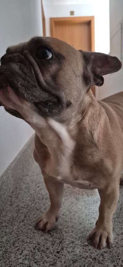 The image shows a close-up, eye-level, vertical shot of a light brown French Bulldog standing on a speckled grey floor. The dog's head is turned to the left, with its wrinkled face and one visible eye looking upwards and to the left. The dog's left ear is perked up, while the right ear is angled downwards. A white marking is visible on its chest. The background is a plain white wall, with a wooden door and a small brown square object visible in the distance on the wall. The setting appears to be an indoor hallway or corridor, possibly within a residential building or a public space in Navalcarnero, Spain, suggested by the style of the door and the flooring. The lighting is soft and natural.