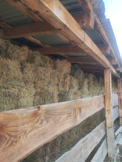 This media file captures a view inside a rustic wooden shelter filled with large bales of hay. The shelter appears to be open on one side, facing a rough wooden fence constructed of thick, weathered planks. The roof of the shelter is made of corrugated metal, supported by sturdy wooden beams. The hay is stacked high, filling the space from the ground to just under the roofline. The bales are tightly packed and appear dry and golden-brown, with some green undertones.
The scene suggests a rural setting, likely a farm or a stable, where livestock would be housed or fed. The natural light filtering into the shelter indicates it is daytime, though the exact time is difficult to determine. The weather appears fair, with a clear sky visible at the top right of the image. The rough-hewn wood and the abundance of hay point to a functional, perhaps older, agricultural structure. There is no discernible activity or event taking place in the image; it is a static view of the stored feed within the shelter. No people are visible, and no text is present. The overall impression is one of a practical, agricultural storage space in a serene, possibly sunlit, outdoor environment.
