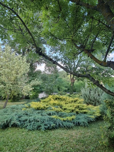 In Hagimus, Moldova, a garden scene unfolds beneath a canopy of lush green trees. In the foreground, a neatly manicured lawn gives way to a vibrant display of low-lying evergreen shrubs. A section of these shrubs features a striking gradient of color, transitioning from a deep teal to a bright lime green, creating a wave-like effect across the landscape. Behind these colorful bushes, a taller, conical evergreen stands as a sentinel. The background reveals a denser arrangement of trees, their leaves forming a rich tapestry of green. In the distance, a hint of a building with a textured wall, possibly brick or stone, is visible peeking through the foliage. The overall impression is one of a well-maintained and tranquil natural setting within the town of Hagimus.