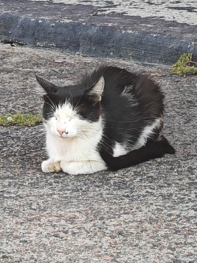A black and white cat is resting on an asphalt surface. The cat is curled up, with its eyes closed and its paws tucked beneath it. Its fur is primarily white on its chest and face, with black markings on its back, head, and tail. The asphalt is textured with small pebbles and appears to be part of a road or sidewalk. There is some sparse green vegetation growing in cracks in the asphalt in the background, and a darker, textured surface, possibly a curb or wall, behind the cat. The lighting suggests it is daytime. There are no people or other animals visible in the image.