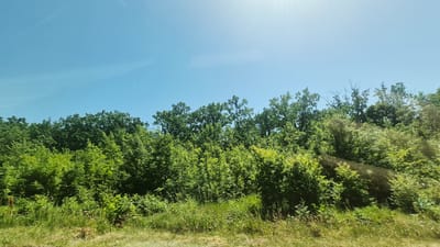 The image captures a sun-drenched, lush green forest bordering a grassy area, likely in or around Razeni, Moldova. The sky above is a clear, bright blue with a subtle haze or lens flare originating from the upper right corner, indicating bright sunlight. The dense foliage of the trees forms a thick, undulating line across the mid-ground, with varying shades of green suggesting a mix of tree types and varying light penetration. Some trees towards the top have bare, silhouetted branches extending upwards, hinting at older trees or different species. The foreground consists of dry, yellowed grass and some green vegetation, suggesting a transition zone between the forest and an open area, possibly a field or roadside. The overall impression is one of a vibrant, natural landscape on a sunny day.