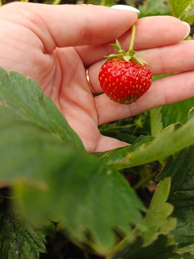 A close-up, vertical shot shows a person's hand holding a single, ripe strawberry. The strawberry is red with yellow seeds and green leaves at its base. The hand is fair-skinned with a thin gold ring on the ring finger. A portion of a fingernail, painted white, is visible. The strawberry is positioned above a cluster of large, green strawberry leaves, some of which are in sharp focus, while others are blurred, indicating shallow depth of field. The background is a blur of green foliage and hints of brown earth, suggesting an outdoor garden setting. The image does not provide any visual clues that would allow for the identification of a specific location in Medvedyovka, Russia.