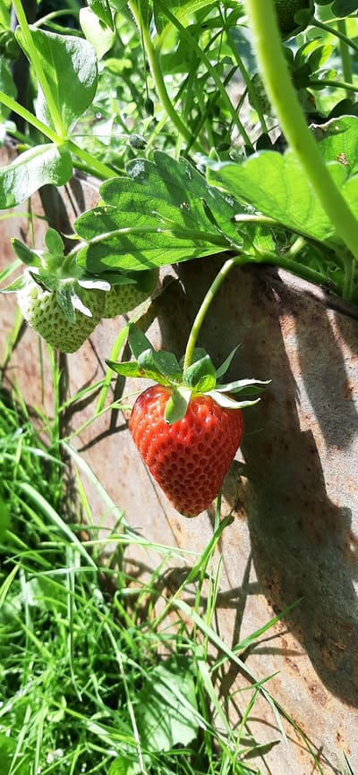 A close-up shot captures a ripe strawberry hanging from a plant, with green leaves and stems surrounding it. Two unripe, pale green strawberries are visible to the left, also on the plant. The background features a rusty metal surface, likely part of a planter or garden edge, and lush green grass with distinct shadows cast by the sunlight. The scene appears to be outdoors in a garden setting, possibly in Былина Снт, Russia, given the context. No people are present in the image.