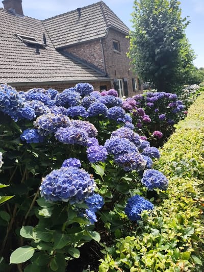 The image depicts a row of vibrant blue hydrangeas in full bloom, positioned in front of a brick house with a tiled roof. The house appears to be situated in a garden setting, with lush greenery and trees surrounding it. The sky is visible in the background, suggesting an outdoor scene on a clear day. The specific location in the city of Reek, Netherlands, is indicated by the presence of typical Dutch architectural elements and the style of the house and garden.