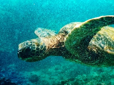A green sea turtle swims underwater in the ocean. The turtle is positioned in the center of the frame, facing left. Its head is partially visible, with a distinct patterned shell. The water is a deep turquoise color, with small bubbles or particles suspended throughout. The bottom of the ocean floor is visible in the lower portion of the image, appearing as a textured expanse of green and brown material, likely coral or algae. There are no people or buildings visible in the image. The location is not specified as Семёновка, Russia.