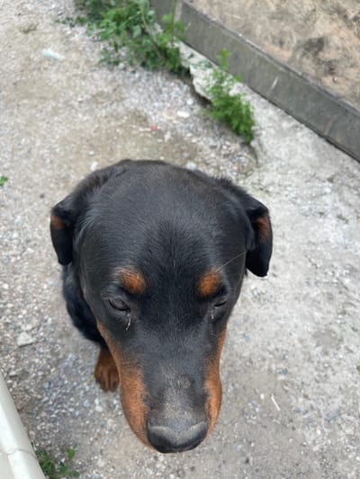 A high-angle, medium shot captures the head of a black Rottweiler looking down. The dog's fur is dark, with distinct tan markings above its eyes and on its muzzle. Its eyes appear dark and are slightly narrowed. The background consists of a rough, gray gravel surface, with some scattered green foliage and a metal edge of what appears to be a structure. The scene is outdoors, potentially in an urban or rural area, given the gravel and the presence of a man-made edge. The image shows no people. The overall lighting suggests an overcast day. The photograph was taken in Tuzdybastau, Kazakhstan.