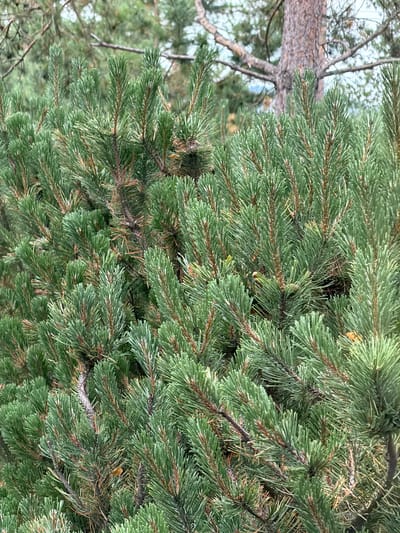 This is a close-up, eye-level photograph of a dense evergreen shrub or small tree, likely a pine or fir, in Озерное (майминский), Russia. The foliage is predominantly a vibrant green, with some brown, woody stems and branches visible throughout. The needles are short and sharp, densely packed, creating a textured appearance. In the background, out of focus, is the trunk of a larger tree with rough, textured bark, and further beyond, blurred greenery suggesting a forest or natural environment. The lighting is overcast or diffused, creating soft shadows and a muted color palette. No people or animals are present in the image. The scene appears natural and undisturbed.