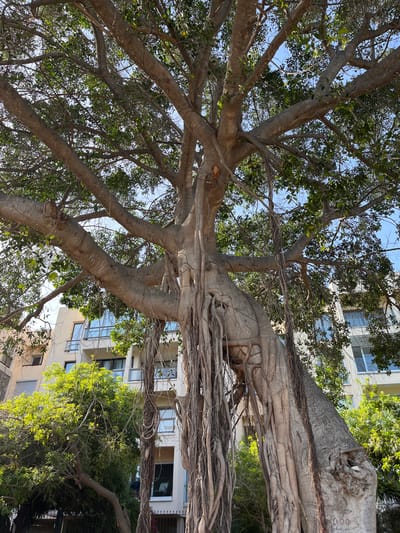 The image depicts a large tree with extensive aerial roots, likely a ficus, viewed from below. The tree's canopy is dense with green leaves, and its branches reach in multiple directions, partially obscuring a light-colored building in the background. The building appears to be multi-storied with windows and possibly balconies. The sky is visible through gaps in the foliage, appearing light blue. The location is Germasogeia, Cyprus, based on the presence of such trees and architecture in the region. The image composition is from a low angle, emphasizing the size and complexity of the tree's structure. No people are visible in the image.