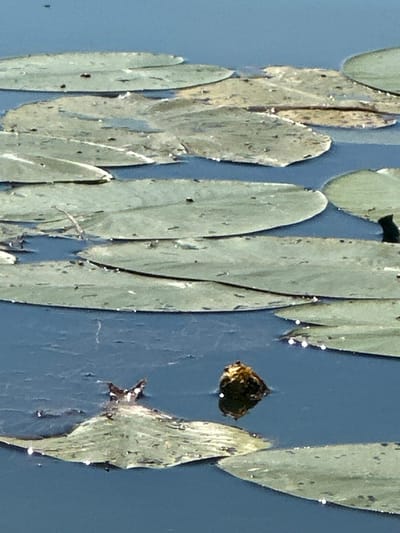 A close-up, high-angle shot captures lily pads floating on the surface of a body of water, likely a pond or lake, under daylight conditions. The water is a deep blue, reflecting the sky. The lily pads are mostly green, with some showing signs of age and discoloration, appearing dried or yellowed in places. Many of the lily pads have small, dark specks on their surfaces, possibly insects or debris. Several lily pads are partially submerged, creating ripples in the water. In the lower portion of the frame, a single, brown, organic object, possibly a seed pod or a piece of bark, floats on the water. To the left of this object, a lily pad has a small, dark object with white markings on it, which could be an insect or a small creature. The overall scene is tranquil and natural. There is no indication of human presence or urban elements, suggesting this is a natural setting, not within the populated area of Khlypnivka, Ukraine.