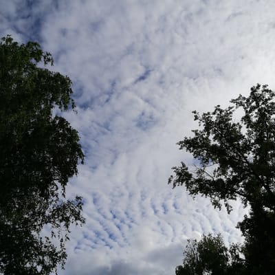 An outdoor, low-angle shot captures a cloudy sky with trees silhouetted in the foreground and midground. The sky is filled with a pattern of white, wispy clouds that are stretched across a pale blue background, suggesting a breezy day. On the left side of the frame, a dense canopy of dark green leaves from a tree hangs over the sky. On the right side, another tree with similar foliage partially frames the sky. A cluster of trees with dark leaves is visible in the lower center of the image. The overall impression is a view looking up through trees towards a sky with dramatic cloud formations, potentially taken in a park or natural area within Trubacheyevka, Russia.