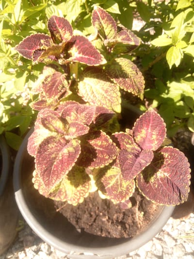 In the city of Pervomaiskaya, Russia, an image captured outdoors shows a close-up view of a potted coleus plant. The plant features distinct leaves with a variegated pattern of deep red and lime green, outlined by serrated edges. The coleus is situated in a dark gray pot filled with soil, which is placed on a surface covered with small white and gray stones. In the background, other green foliage creates a lush, natural setting, with sunlight casting shadows on the scene. The lighting suggests it is daytime.