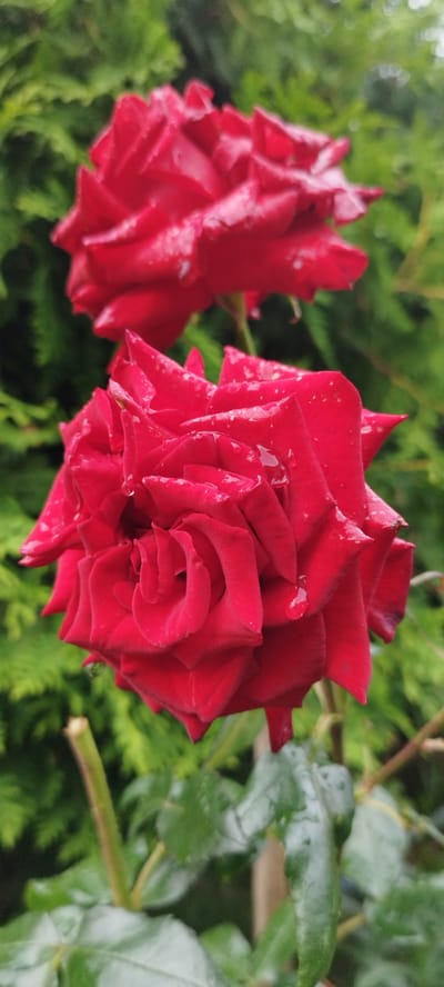 The image shows a close-up of two red roses with water droplets on their petals, set against a blurred green background of foliage. The rose in the foreground is in sharp focus, revealing the intricate layers of its petals and the texture caused by the water. The second rose, located behind and slightly to the left of the first, is also red but appears softer and less detailed due to being out of focus. The overall lighting suggests an overcast or post-rain day, enhancing the natural beauty of the roses and their damp state. The scene is a garden setting, likely outdoors, given the natural foliage. Without specific landmarks or structures, the precise location within Азгінавіцкі сельскі Савет, Belarus, cannot be determined from the image alone.