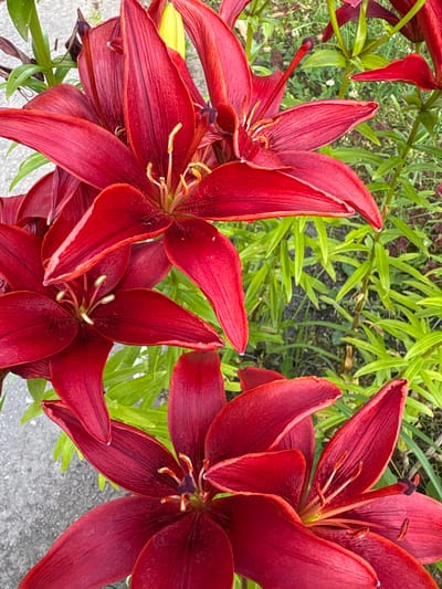 The image is a close-up, top-down shot of several deep red lilies in bloom, set against a backdrop of bright green foliage. A small portion of a light gray, textured surface, possibly a sidewalk or pavement, is visible on the left side of the frame. The lilies are the primary focus, with their velvety petals and prominent stamens clearly visible. The overall lighting suggests it is daytime, likely outdoors. The scene appears to be in a garden or natural setting. There are no people or animals present. The image does not provide any specific indicators of its location within Bahushewsk, Belarus.