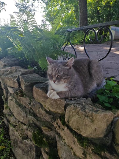 A gray and white tabby cat is resting on a moss-covered stone wall in an outdoor setting. The cat is curled up with its eyes closed and its paws tucked in. Behind the cat, lush green ferns and trees create a natural backdrop. A decorative metal bench with heart-shaped accents is visible in the background, suggesting a park or garden environment. The lighting indicates it is daytime, possibly late afternoon, with dappled sunlight filtering through the leaves. The location is Местечко Раифа, Russia.