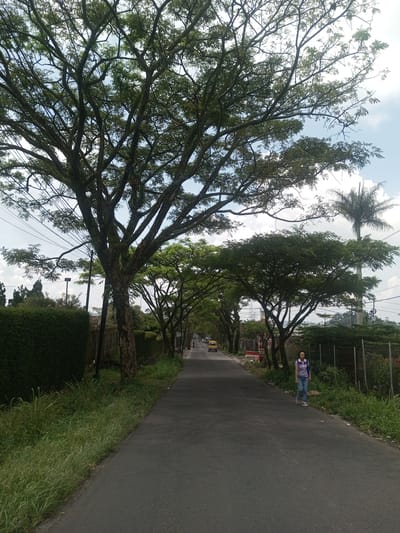 The scene depicts a street in a suburban or rural area, likely within the Xayabury District, Laos. A woman is walking towards the camera on the right side of the asphalt road. The road is lined with trees, creating a canopy overhead. Vegetation, including tall grass and bushes, grows along both sides of the road. A yellow vehicle is visible further down the road. Power lines run along the left side of the road. The sky is partly cloudy. The overall environment appears natural and somewhat overgrown.