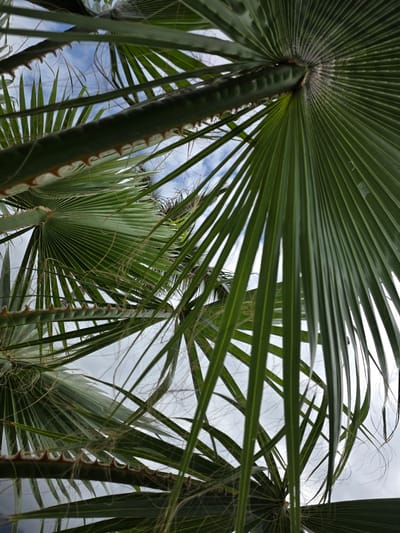 This is a low-angle, close-up shot of lush green palm fronds against a cloudy sky. The fronds are the primary subject, fanning out in a radial pattern, with some closer to the camera appearing more detailed than those further away. The texture of the fronds is evident, with fine lines and some wispy, dried fibers visible, particularly around the edges. The central stem of one of the palm trees is also in focus, showing a rough, thorny surface. The sky is a pale gray with patches of lighter blue, suggesting an overcast day with some sunlight trying to break through. The overall impression is one of tropical vegetation and a slightly moody or diffused light. There are no people or discernible objects other than the palm trees and the sky. The location context of Puerto De La Cruz, Spain, implies a warm, potentially coastal environment where palm trees are common. The image captures a natural scene, devoid of any specific activity or event, and evokes a sense of being immersed in the tropical foliage. There is no visible text in the image.