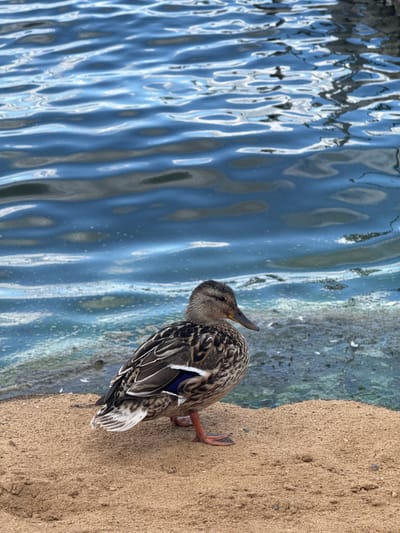 A female mallard duck stands on a sandy embankment next to the rippling blue water of the Klyazma Reservoir, Russia. The duck is facing right, with its head slightly tilted. Its plumage is a mottled brown and white, with a distinctive blue speculum on its wings. The water, reflecting the sky and surrounding scenery, exhibits a textured surface with waves. The sandy bank appears somewhat coarse, with scattered small stones. The overall environment suggests a natural setting within the tourist resort area of Klyazma Reservoir. There are no people visible in the image.