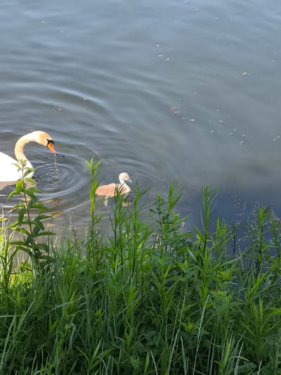Scene: A pond in Chézenas, France.
Subjects: An adult swan and a cygnet are swimming in the pond.
Objects: There is dark water, green vegetation (grass and tall plants) along the edge of the pond. The swan is dripping water from its beak. There are small, dark objects floating in the water.
Actions: The swan and cygnet are swimming. The swan is drinking water.
Interactions: The cygnet is swimming near the adult swan, potentially following it.
Environment: The scene takes place outdoors, beside a pond with vegetation. The light suggests it is daytime.