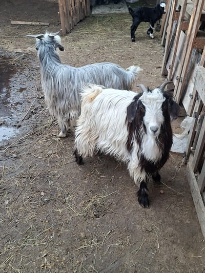 The image depicts three goats in an enclosure located in Moshtanets, Bulgaria. Two adult goats, one gray and one white with black markings, are lying close to each other on a dirt and straw floor. A young, black goat is seen in the background of the enclosure, moving near a wooden fence. The environment is muddy in places. The enclosure is constructed with wooden planks.