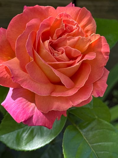 This is a close-up, high-angle shot of a single, blooming rose. The rose is predominantly a vibrant coral pink with some yellow undertones, and its petals are tightly spiraled towards the center. The outer petals are a richer pink and are slightly unfurled, revealing the textured surface of the velvety petals. The background is blurred, consisting of dark green leaves and a hint of what appears to be a wooden fence or wall. The lighting suggests a sunny day, casting soft shadows on the rose petals. The image captures the intricate details and rich colors of the flower. There are no people or explicit actions depicted. The location is not specified within the image itself; it is stated to be in the city of Veselina, Bulgaria.