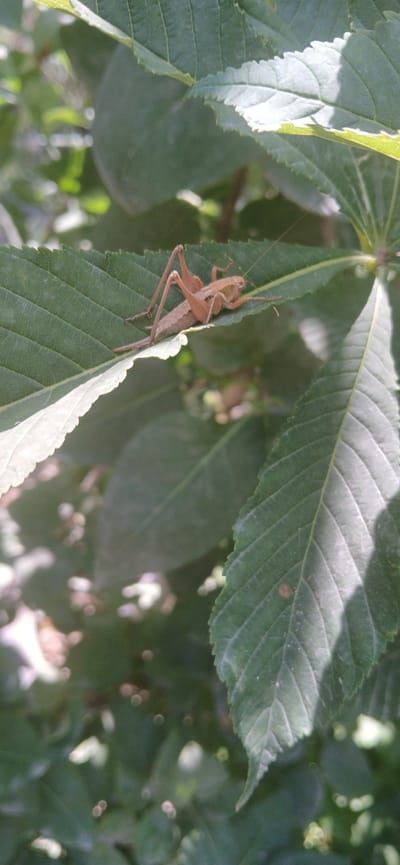 A close-up shot focuses on a light brown katydid perched on a vibrant green leaf. The katydid is positioned diagonally across the leaf, its body angled upwards and to the right. Its long antennae extend forward, and its hind legs are bent, suggesting it is resting. The leaf beneath it is broad with visible veins and a serrated edge. Other leaves, some in sharp focus and others softly blurred in the background, create a natural, leafy environment. Sunlight filters through the foliage, casting dappled shadows and highlighting the texture of the leaves. The scene appears to be outdoors during the daytime, with the bright lighting suggesting fair weather. The focus is tight on the insect and its immediate surroundings, creating an intimate view of this small creature in its habitat. There is no visible text in the image. The setting, with its lush green foliage, is suggestive of a garden, park, or natural woodland.