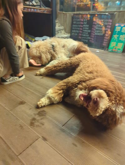 The image captures an indoor scene, likely a restaurant or shop, with wooden plank flooring. Two golden-brown, fluffy dogs, possibly of the poodle breed, are the primary subjects. One dog is lying down, while the other is stretching or playing, with its mouth wide open in a yawn or playful bark. A person's head and torso are visible in the lower left corner, lying on the floor. They have long, brown hair and are wearing casual clothing. Their arm is extended towards the dogs. A hand is also visible near one of the dogs.

On the wall behind the dogs, there are several signs. A teal-colored sign with Chinese characters is positioned at the top. Below it, a dark chalkboard-style sign displays rows of Chinese text, some appearing in pink and white, suggesting a menu or display of offerings. The overall lighting suggests it could be evening or an indoor setting with artificial lighting. The presence of the signs and the general ambiance hint at a commercial establishment. The scene conveys a relaxed and possibly playful atmosphere, with the dogs being the central focus of attention. There are some water stains visible on the wooden floor.