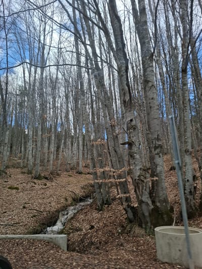The image shows a forest of mostly bare trees, likely in late autumn or winter, near Gintsi, Bulgaria. The ground is covered in brown leaves. The trees are slender and appear to be closely spaced, creating a dense woodland. The trunks are gray, and a few bare branches are visible against the blue sky. There's a concrete structure, possibly a guardrail or road barrier, partially visible. The image is taken from a low angle, looking up through the trees.