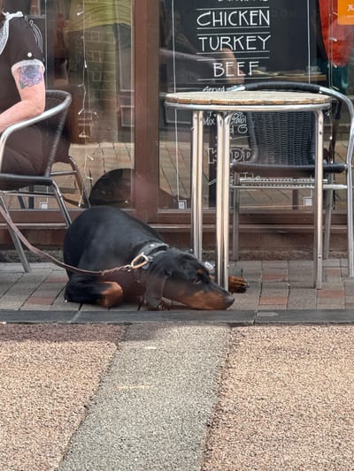 The image shows a black Doberman dog lying on the sidewalk outside a restaurant in Leicester, United Kingdom. The dog is wearing a black collar with a gold-colored ring and a brown leash is attached. A person with a tattoo on their arm is visible sitting in a chair at a table outside the restaurant. The restaurant has a sign advertising chicken, turkey, and beef. The sidewalk is made of light brown and gray stones.
