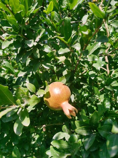 A single, small, unripe pomegranate, tinged with pink and orange, hangs from a branch amidst a dense canopy of vibrant green leaves. The fruit is positioned slightly off-center to the right in the frame. The foliage is lush and appears healthy, with sunlight dappling through, creating shadows and highlights. The image captures a close-up view of the fruit and its surrounding leaves. This scene is located in Karabair, Uzbekistan.