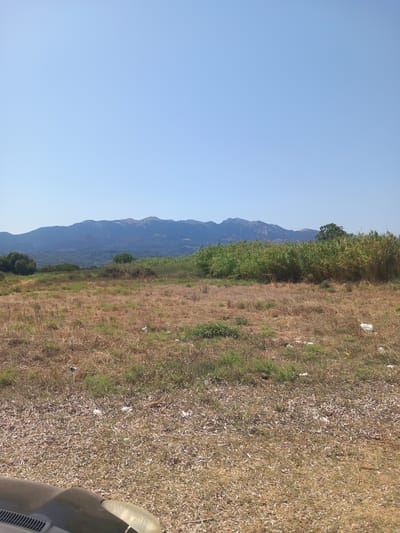 A wide, low-angle, vertical shot captures a sun-drenched, arid landscape under a clear, pale blue sky. The foreground is dominated by dry, brown grass littered with small white debris. To the left, the dark, curved hood of a vehicle is visible.

In the midground, a band of tall, green reeds or bamboo stretches horizontally across the frame, separating the dry grass from the distant mountains. Behind the reeds, the landscape appears to become more densely forested with various shades of green.

The background is defined by a large, majestic mountain range, its peaks silhouetted against the sky. The mountains are rugged and appear to be covered in sparse vegetation or rocky outcrops. The overall impression is one of a dry, rural environment, likely in a Mediterranean climate, given the characteristic dry grasses and distinct mountain formations. The location is identified as Zipari, Greece.