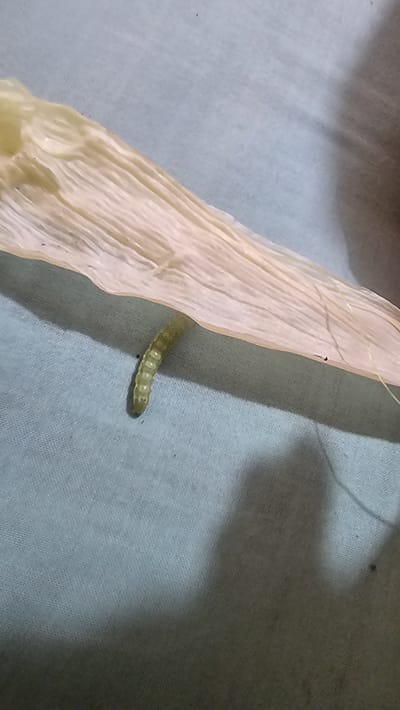 A close-up image captures a segmented, light green caterpillar resting on a pale blue-green fabric surface. The caterpillar is positioned horizontally in the lower right quadrant of the frame, exhibiting a slight curve in its body. It has faint dark markings or spots along its segments.
To the left of the caterpillar, a prominent, light yellowish-cream, fibrous object runs diagonally through the image. This object appears to be a dried, wrinkled plant material, possibly a husk or leaf, with distinct parallel lines and texture.
The fabric beneath the caterpillar and beside the plant material shows a visible weave, suggesting a soft textile like cotton. Shadows are cast on the fabric, particularly in the top left and bottom right sections, indicating a light source from the top-left or diffused overhead lighting.
No people are visible in the image. The caterpillar appears to be still, resting on the fabric next to the plant matter. The setting appears to be an indoor or protected environment. There are no notable location cues within the image itself to suggest Durán, Ecuador, other than the provided context. No text is visible.