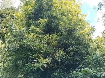 The scene depicts a dense aggregation of tree foliage in MUKURWE-INI, Kenya, under a daytime sky. The primary subject is a large volume of green leaves, varying in shade from dark green to lighter, yellowish-green where sunlight illuminates the canopy. The leaves exhibit a lobed or serrated appearance. The upper right portion of the frame shows a segment of light blue sky with scattered white clouds. No individuals, man-made objects, actions, or interactions are visible within the frame. The environment is exclusively natural.
