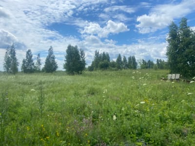 The image depicts a lush, green meadow under a bright blue sky dotted with fluffy white clouds. The meadow is filled with various wildflowers, including small yellow and purple blooms, interspersed with tall grasses. A line of trees forms a distant backdrop across the middle ground. In the far right of the image, a wooden bench is visible among the vegetation. The scene is consistent with an outdoor natural environment, possibly a park or rural area, located in Plast, Russia. There are no people or animals present in the image.
