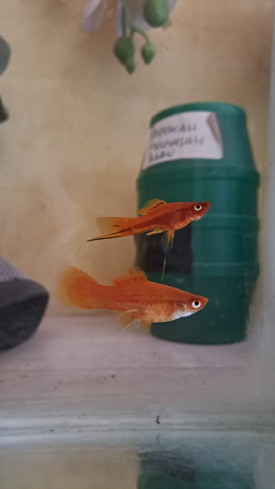 Two bright orange swordtail fish swim in a clean aquarium. A green plastic container with a handwritten label is visible in the background. The aquarium has a light beige-colored wall behind it and a white substrate at the bottom.