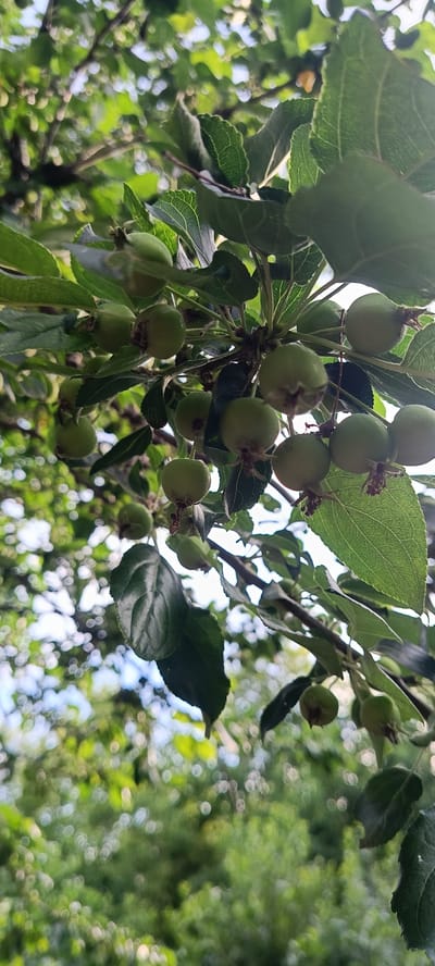 An eye-level, vertical shot captures a cluster of small, green, unripe apples hanging from a tree branch. The apples are round with visible brown calyxes at their bases. The branch is adorned with dark green leaves, some of which are slightly curled. The background is a blur of green foliage and bright, bokeh-like circles of light, suggesting a sunny outdoor environment. There are no people or animals visible in the frame. The image appears to be taken in a natural setting, possibly a garden or orchard.